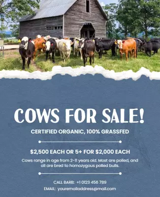 Certified Organic Cows for Sale Flyer Template